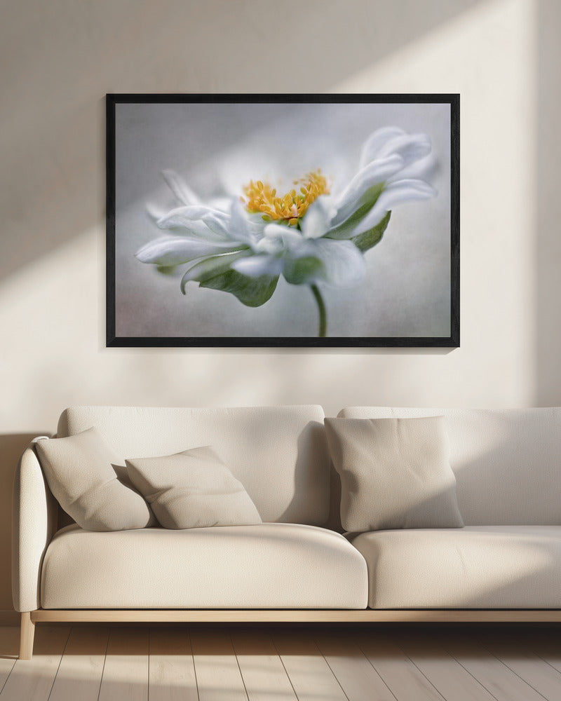 Anemone | Canvas