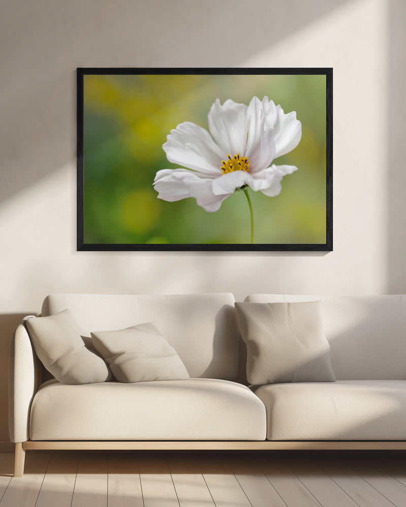 Cosmos | Canvas
