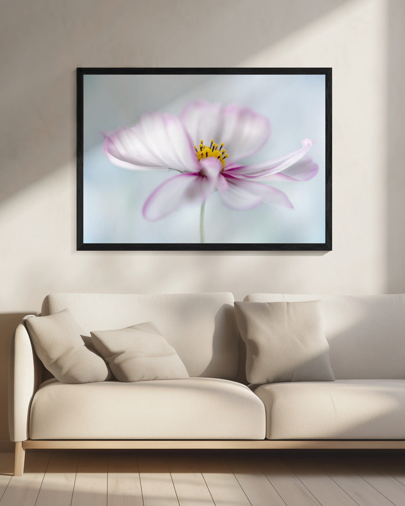 Cosmos | Canvas