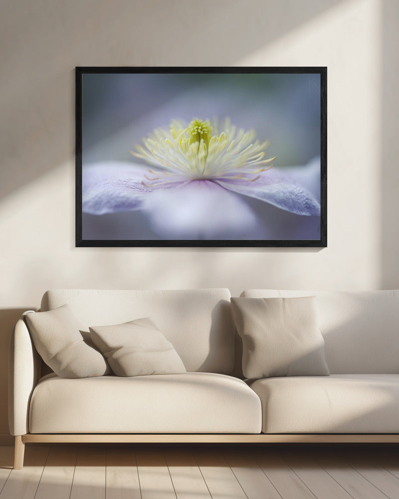 Mayleen | Canvas