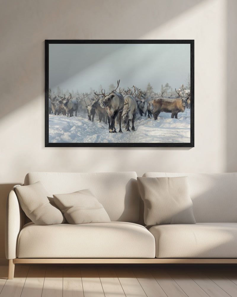 Reindeers | Canvas