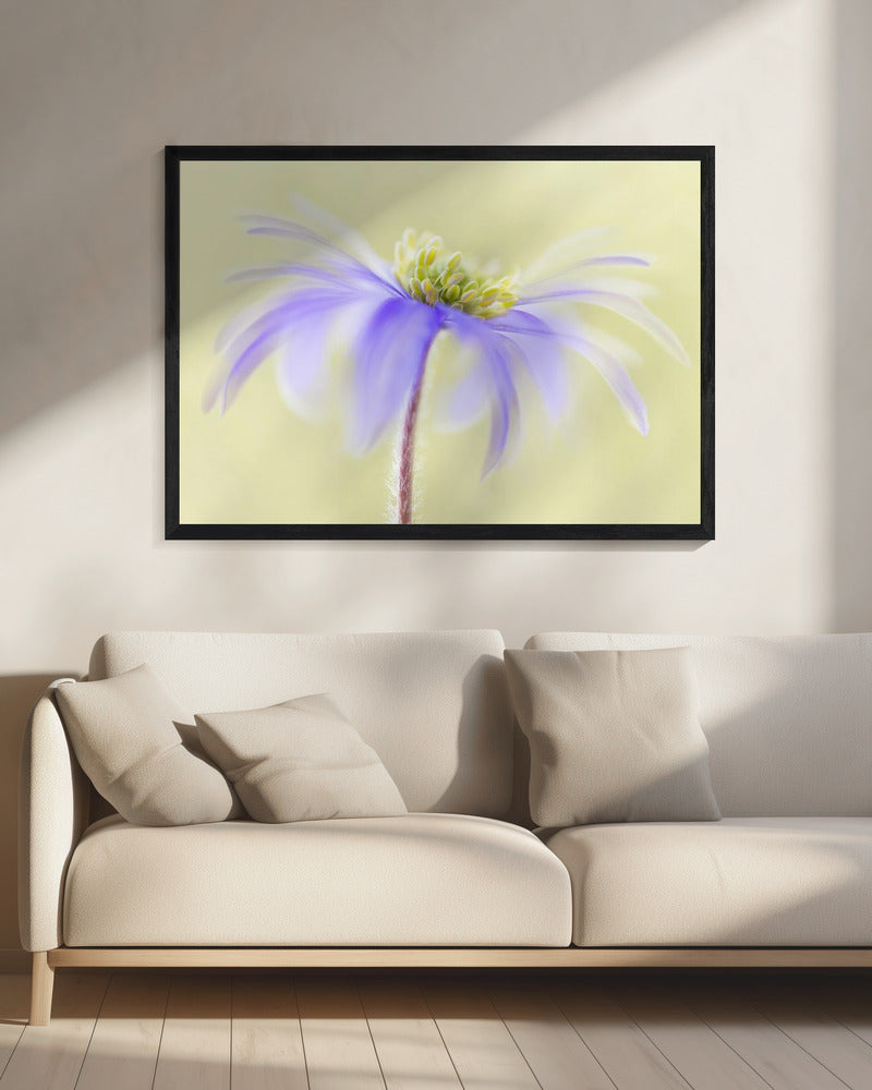 Anemoon Blanda | Canvas