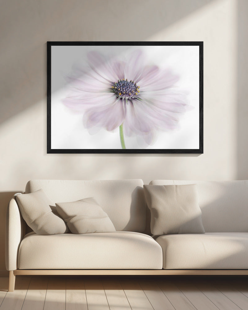 Kaapse Madelief | Canvas
