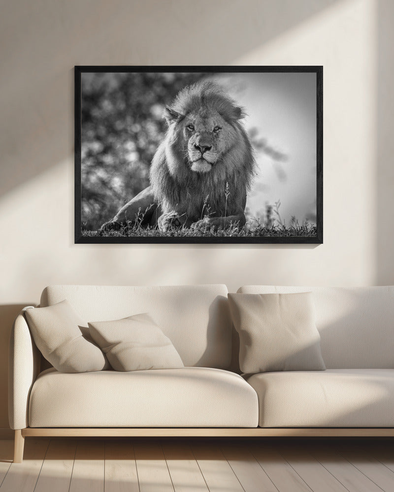 Monochromatische leeuwenkoning | Canvas