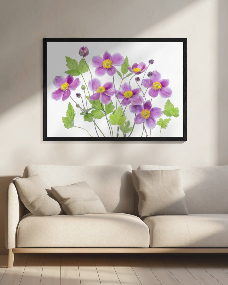 Anemoon 'Hadspen Abundance' | Canvas