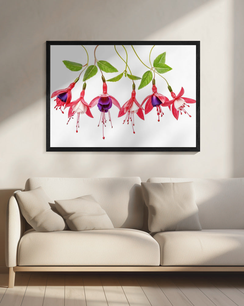 .Fuchsia. | Canvas