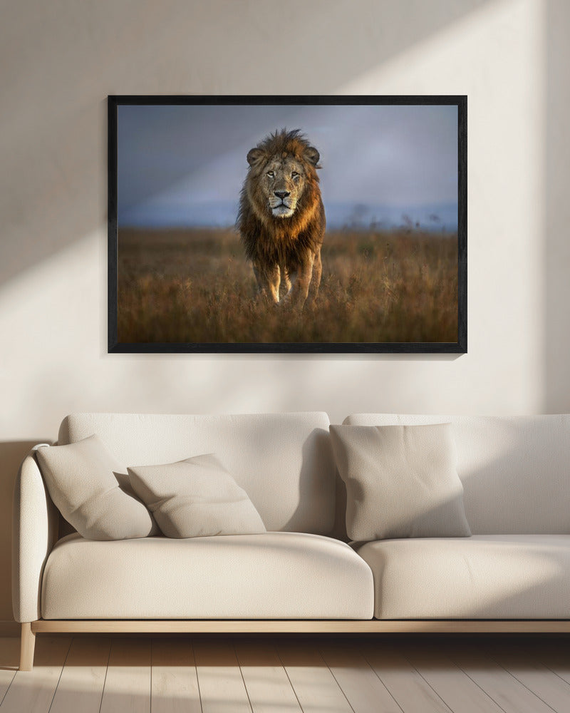 Leeuw van dichtbij | Canvas