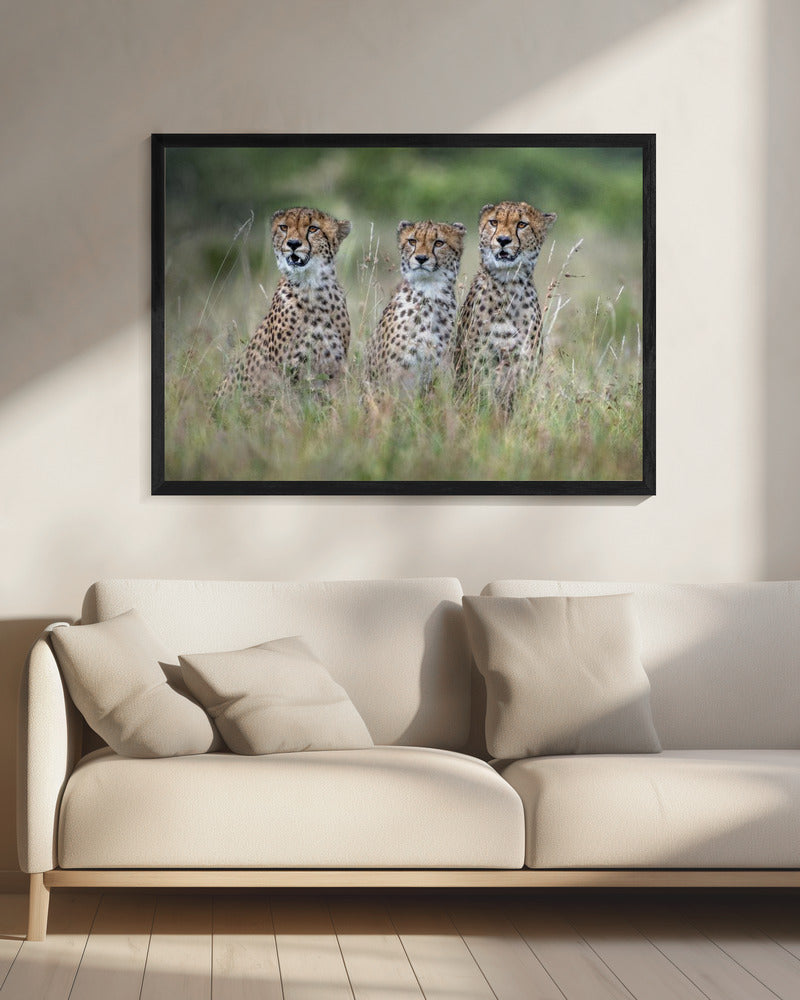 Cheetawelpen | Canvas