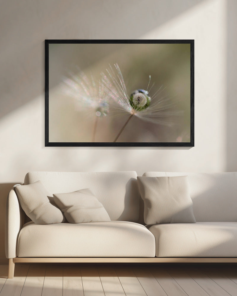 Ster van paardenbloem | Canvas