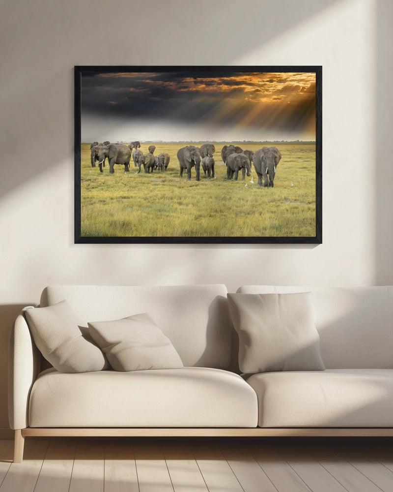 Uit liefde voor olifanten | Canvas