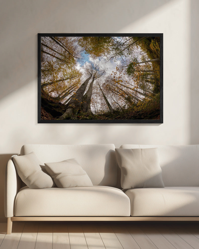 Bos | Canvas