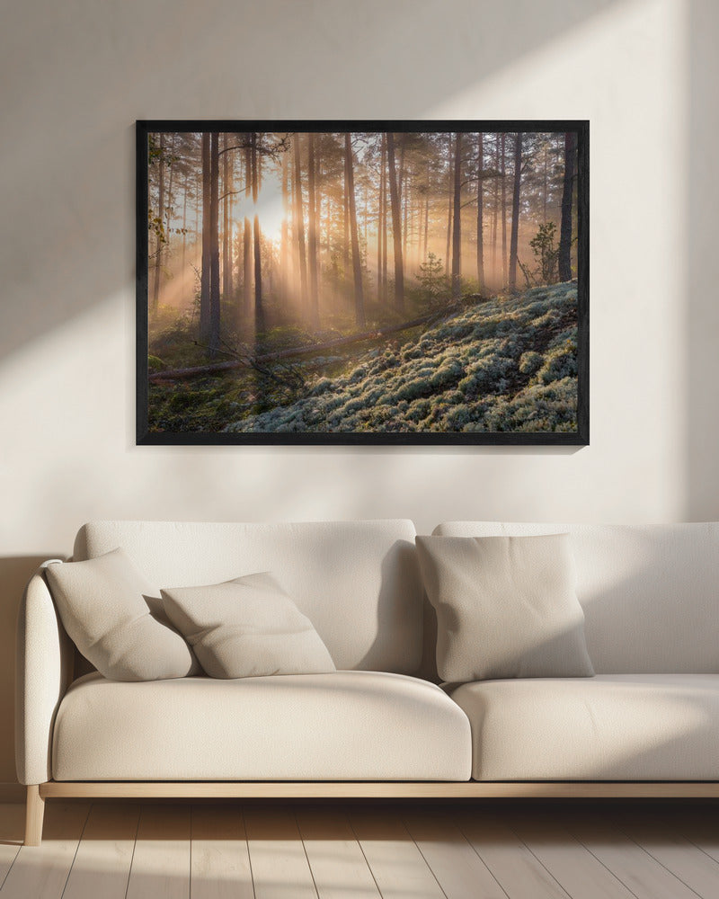 Mist in het bos met wit mos op de voorgrond | Canvas