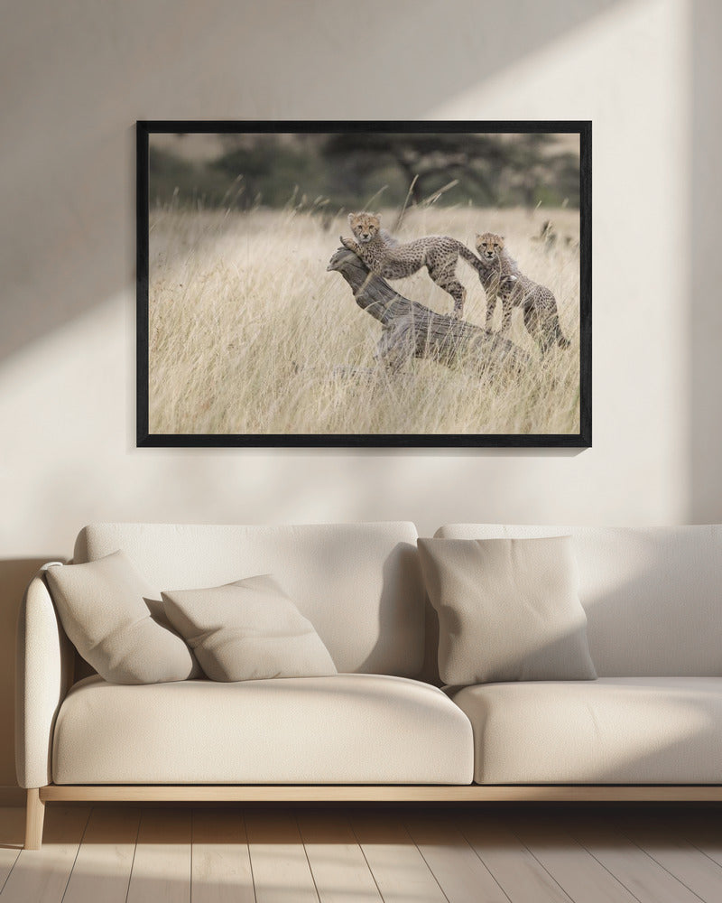 Nieuwsgierige katjes | Canvas