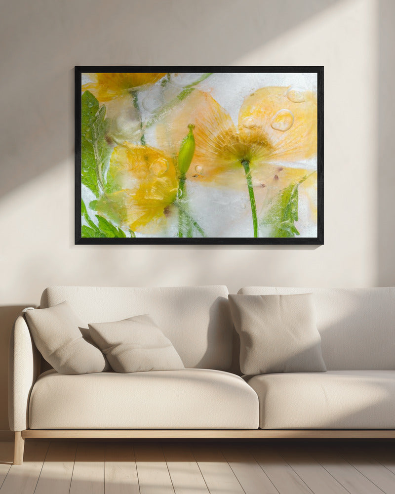 Meconopsis | Canvas