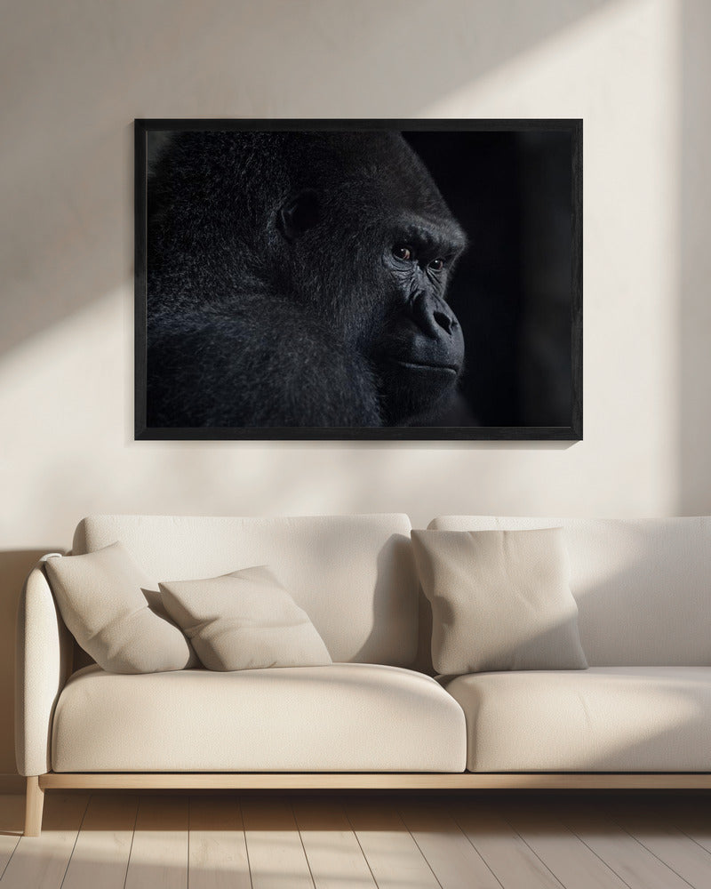 gorilla gaze | Canvas