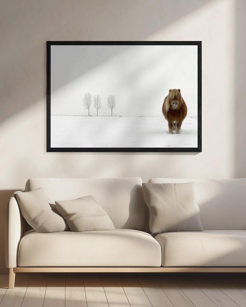 De koude pony | Canvas
