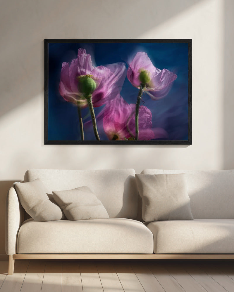 Poppies by the wayside | Canvas