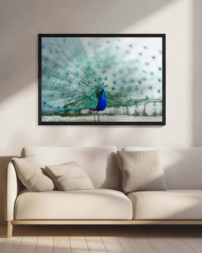 Pauw | Canvas