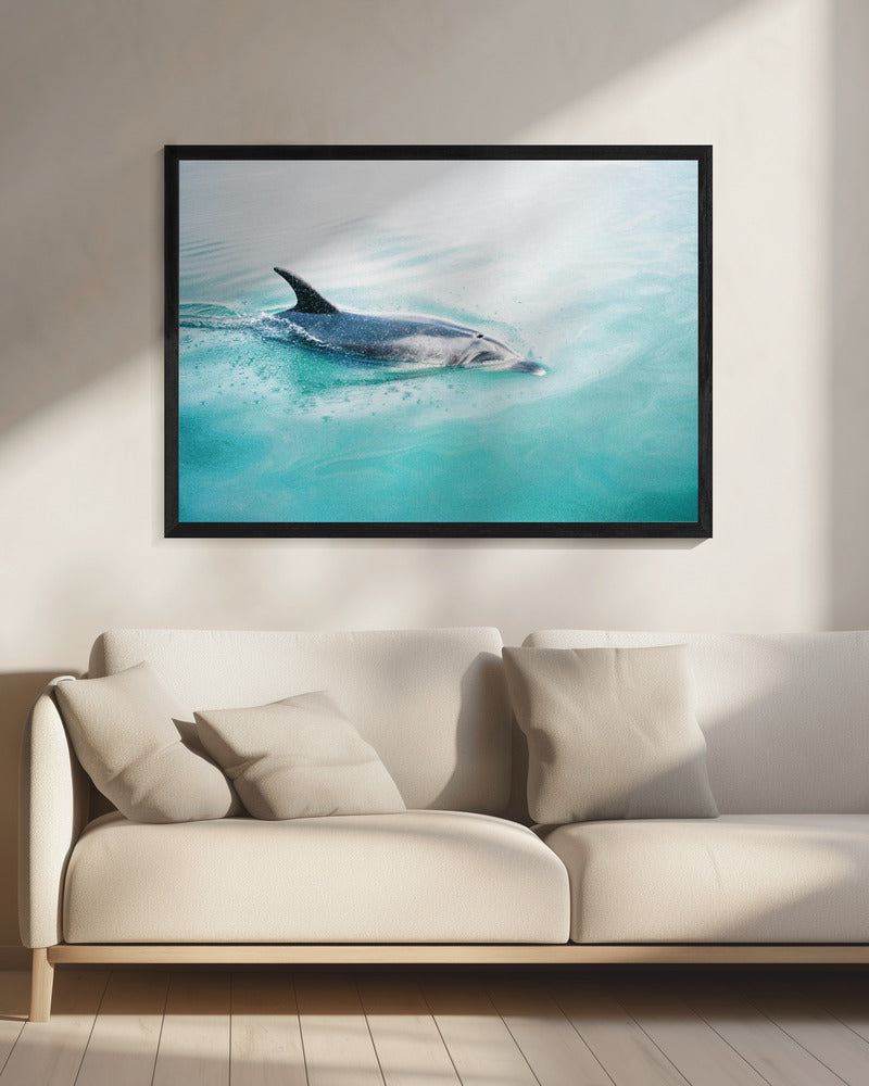 Dolfijn NZ Noord | Canvas