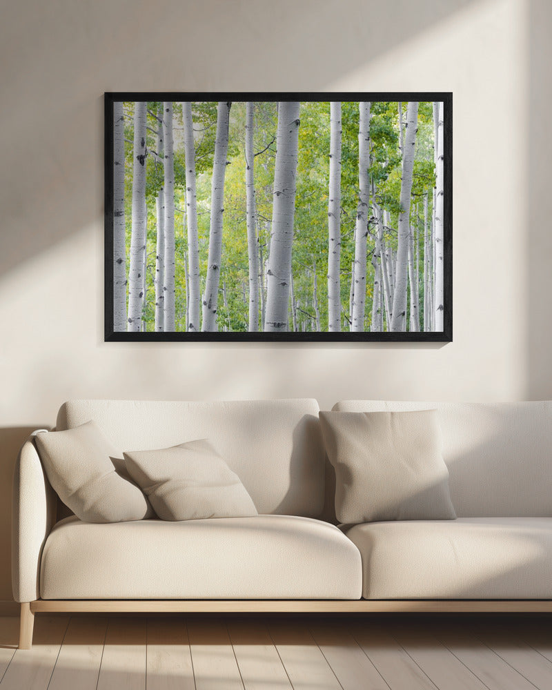 Berkenbos | Canvas
