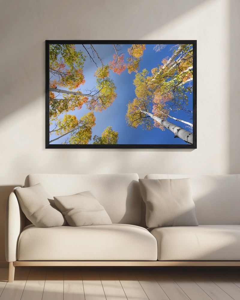 Herfstberken | Canvas
