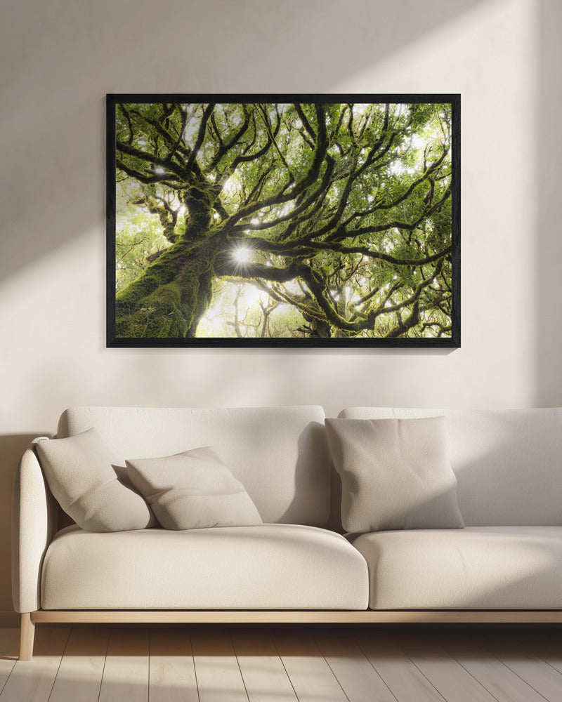 Green Star | Canvas