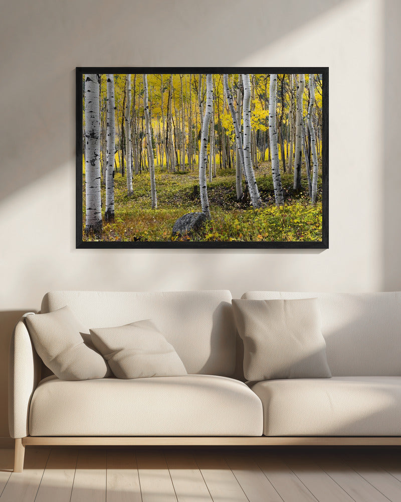 Herfstberken | Canvas