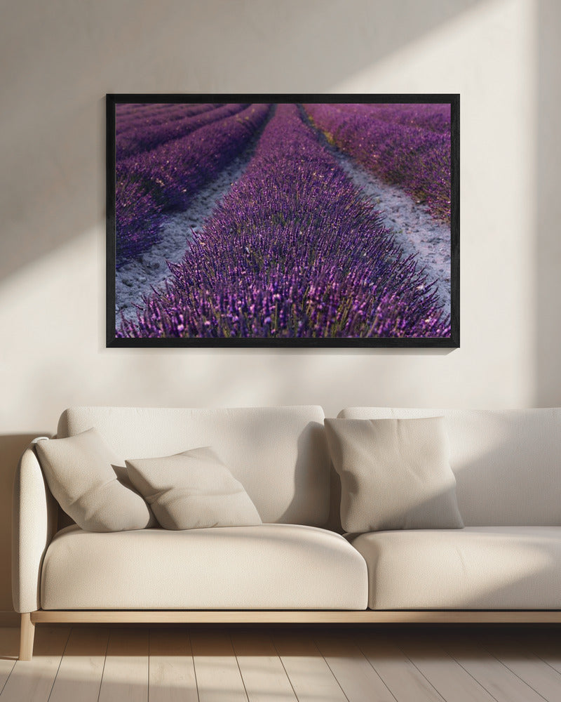 Lavendel Detail | Canvas