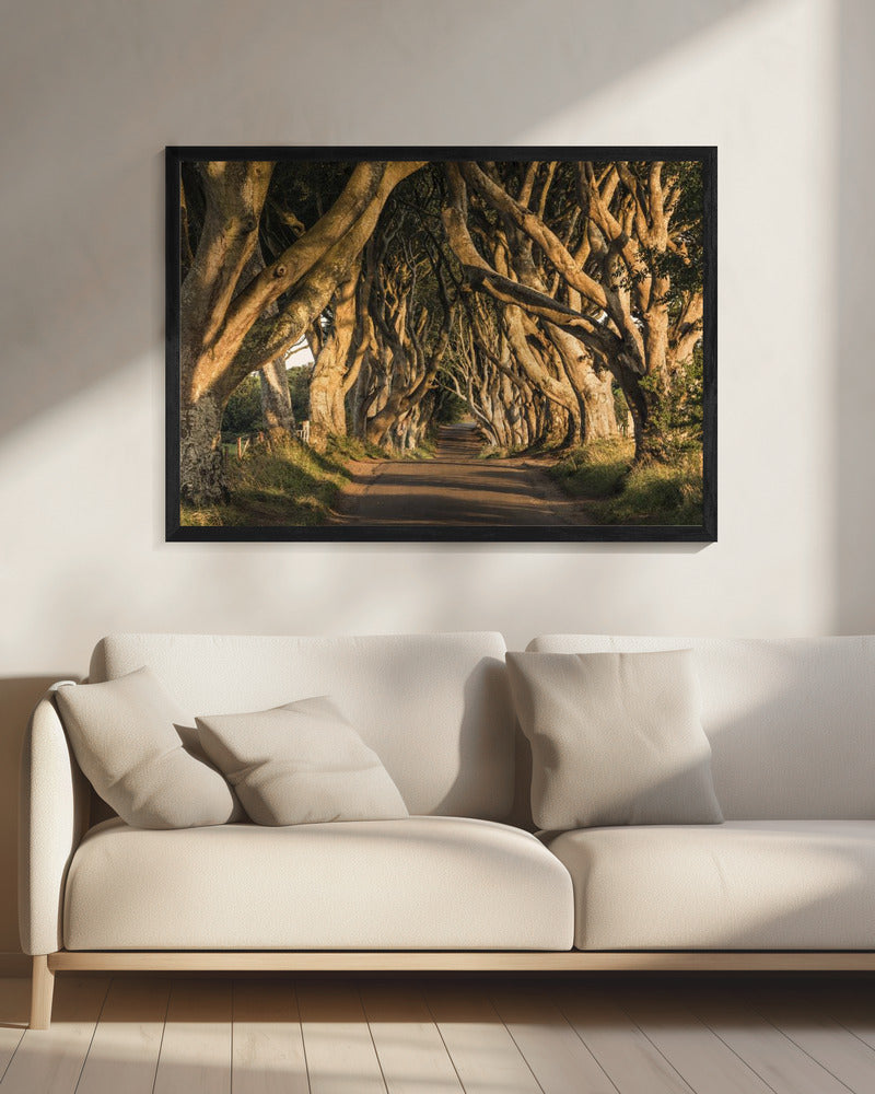 De Laan | Canvas