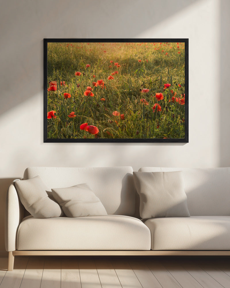 Klaproos Wereld II | Canvas
