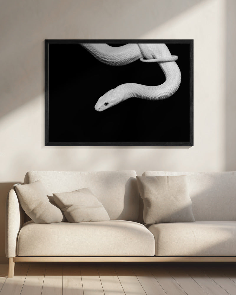 Slang Blanc | Canvas