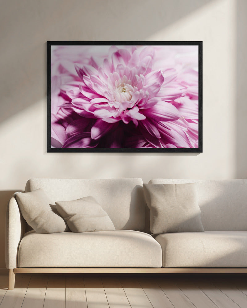 pink Chrysanthemum Blossom | Canvas