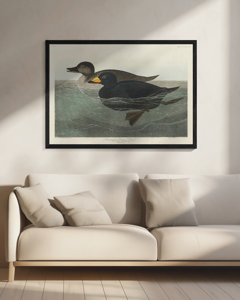 Amerikaanse zee-eend uit Birds of America (1827) | Canvas
