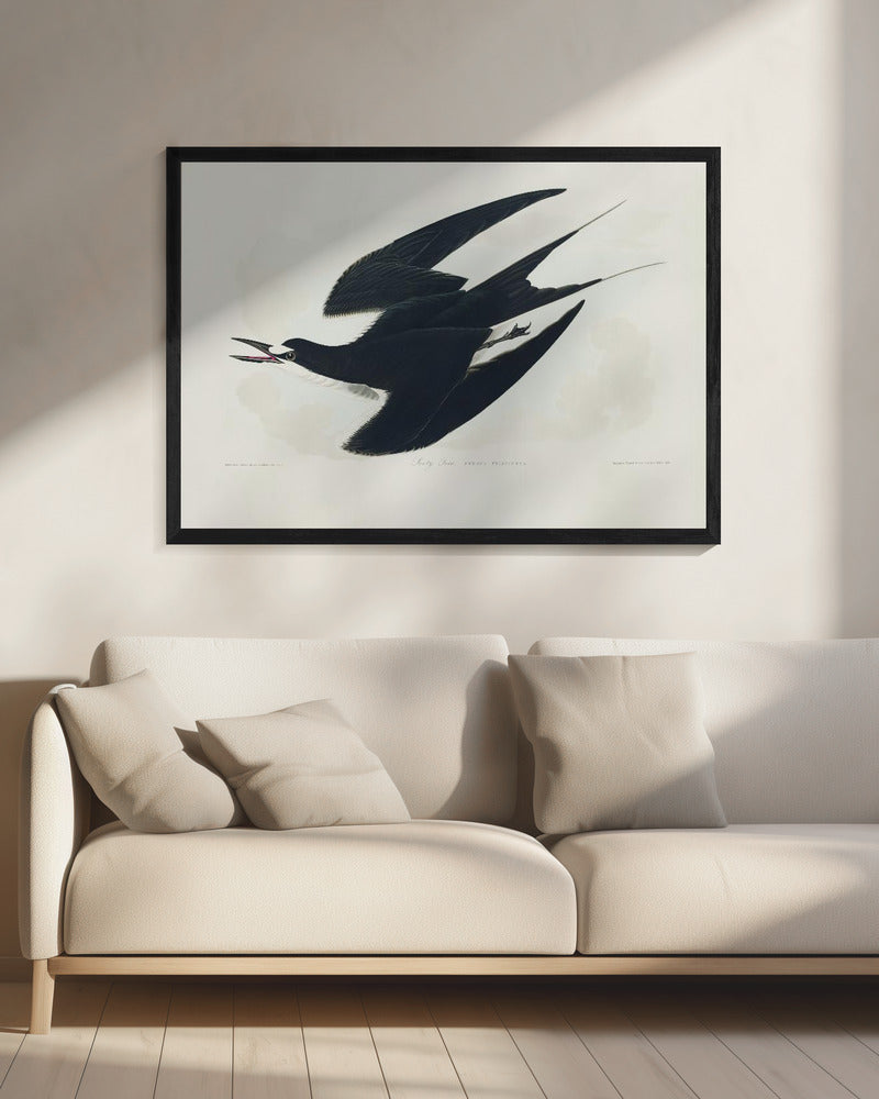 Bonte stern uit Birds of America (1827) | Canvas