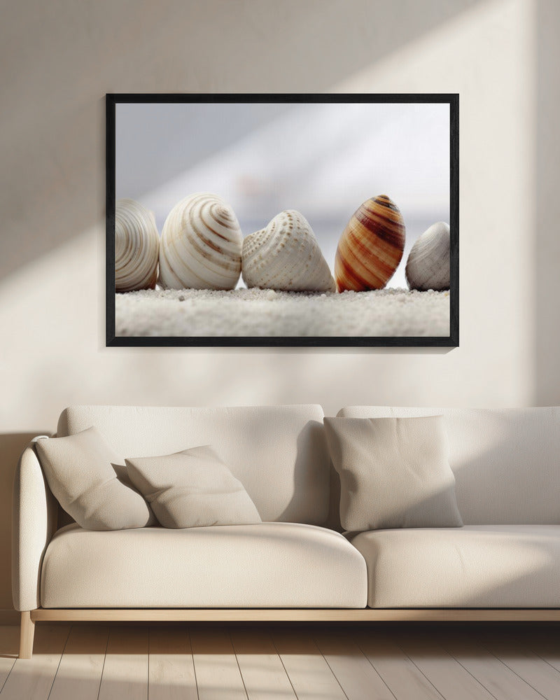 Schelpensymfonie | Canvas