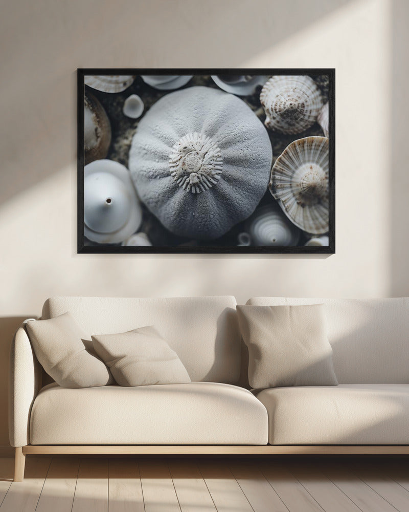 Schelpensymfonie | Canvas