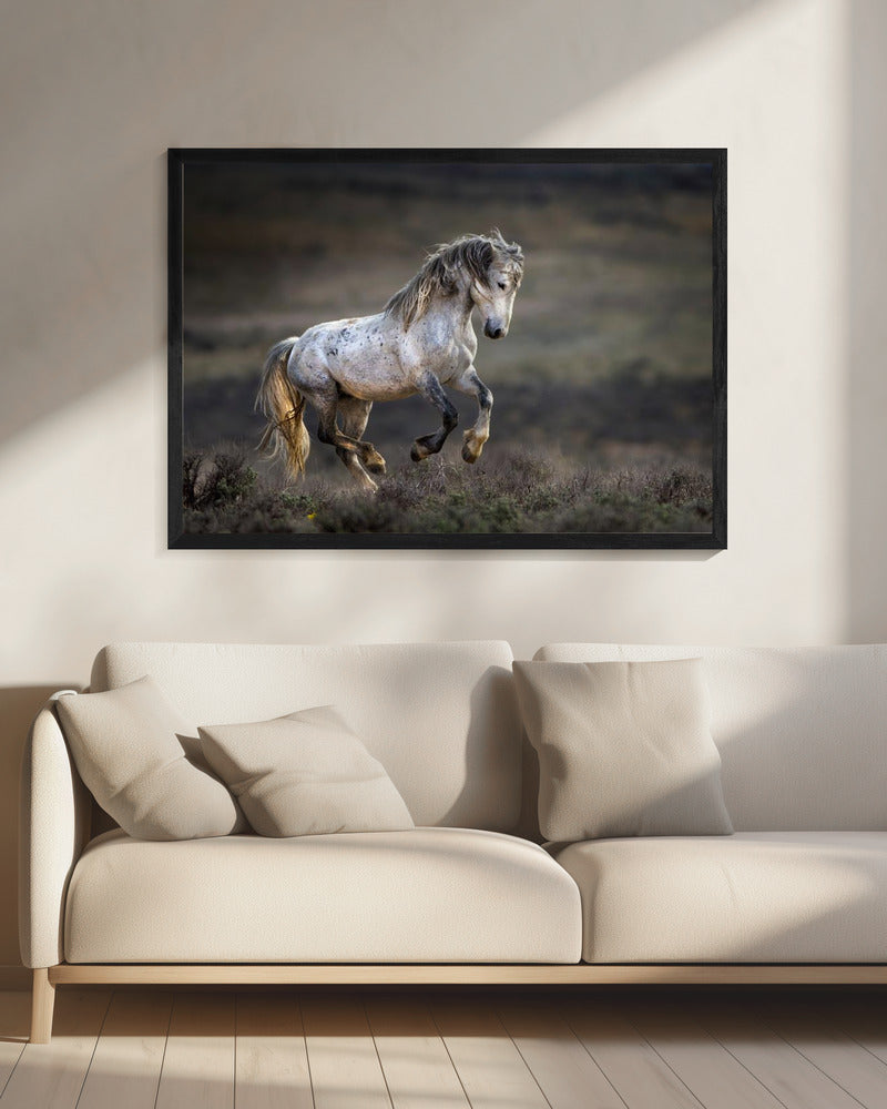 Mustang, wild paard / Equus ferus caballus | Canvas