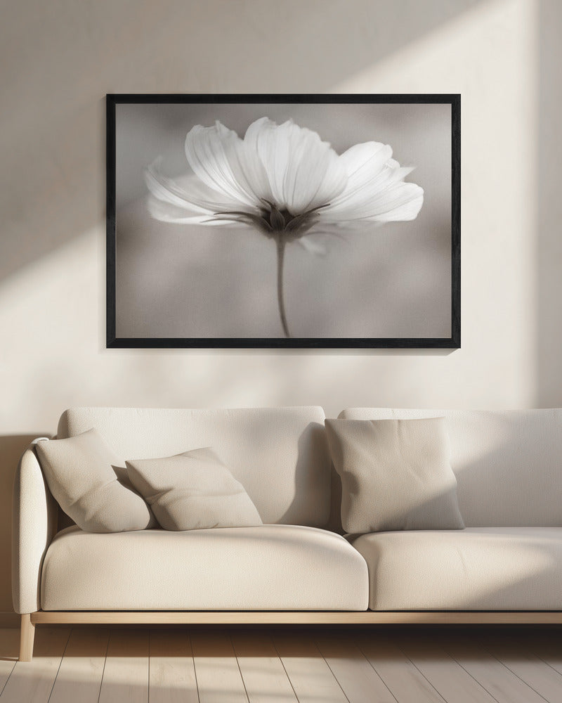 Kosmos | Canvas