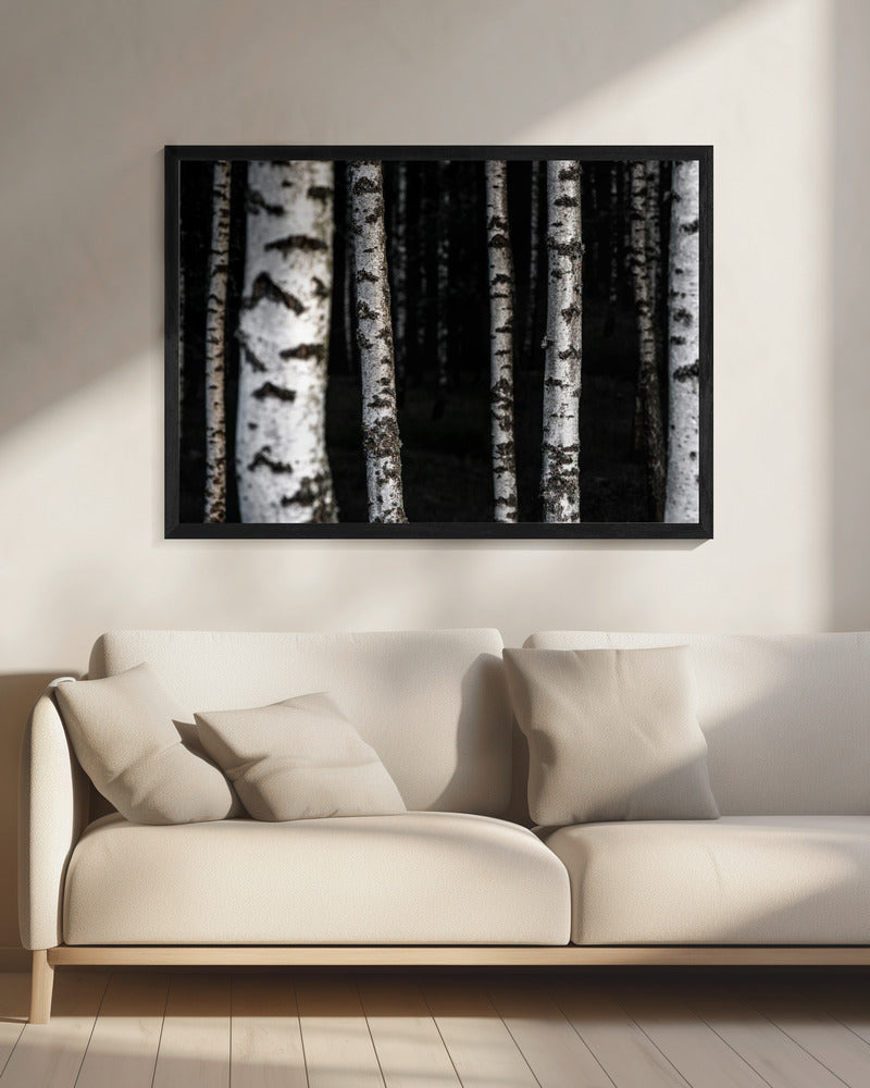 Berkenbomen 8 | Canvas