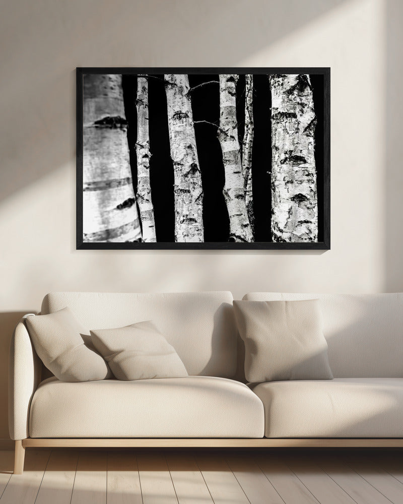 Berkenbomen | Canvas
