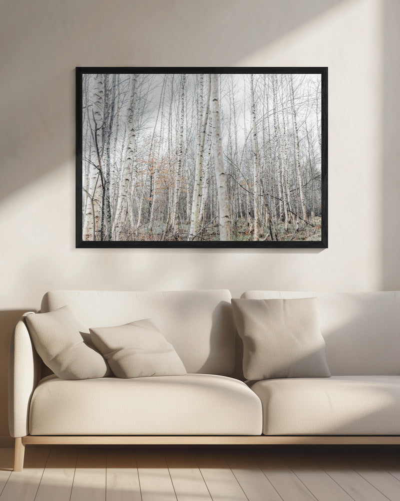 Berkenbomen 9 | Canvas