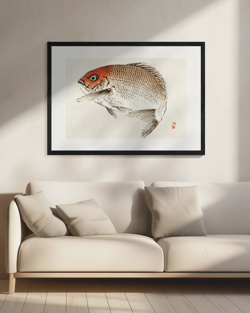 Tai (rode zeebrasem) vis | Canvas