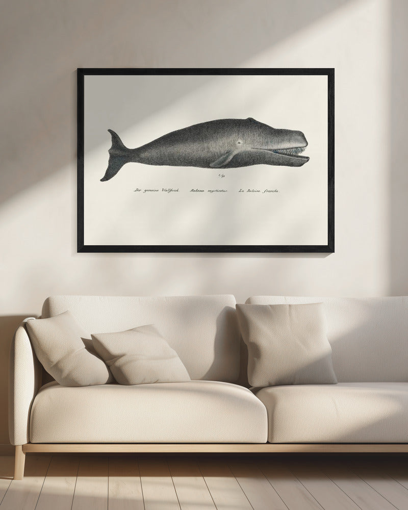 Walvis II antieke handgekleurde zeelevenlithografie 1824 | Canvas