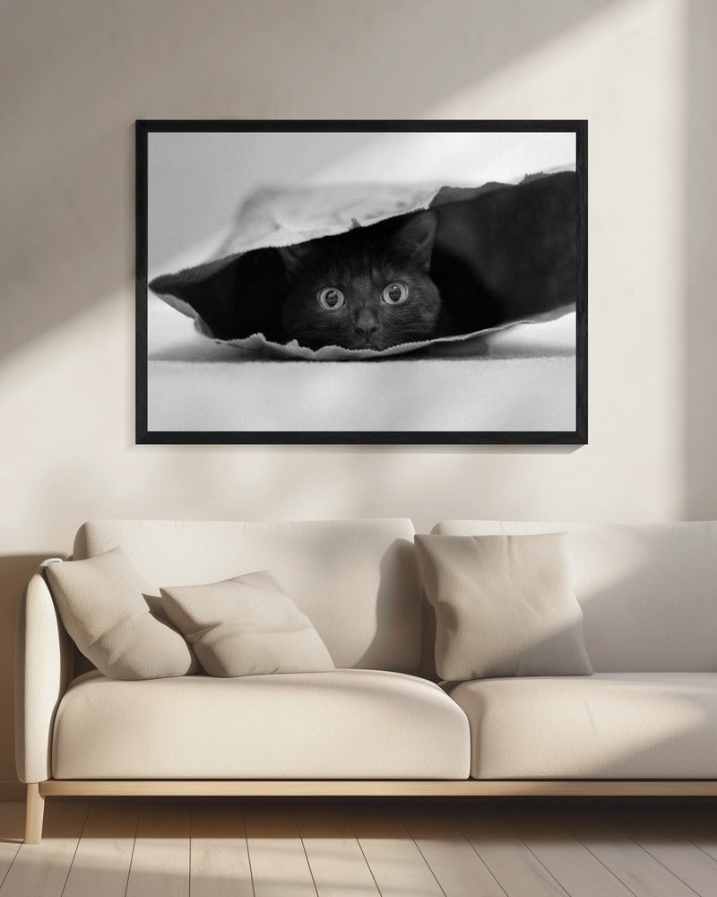 Kat in de zak | Canvas