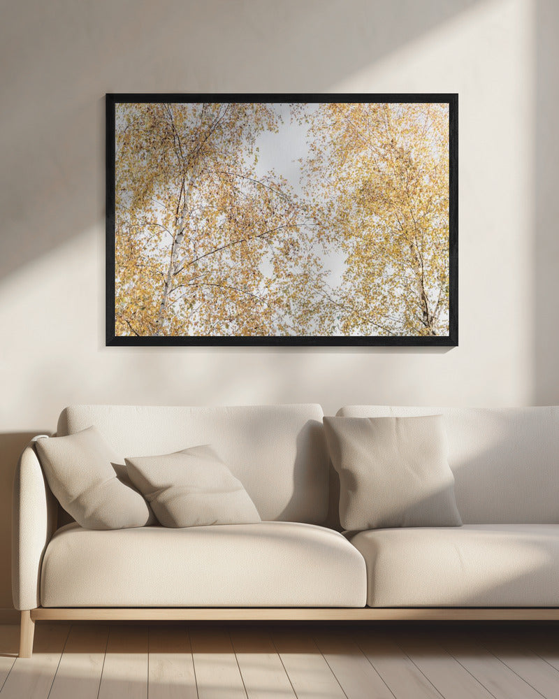 Berkenbomen | Canvas