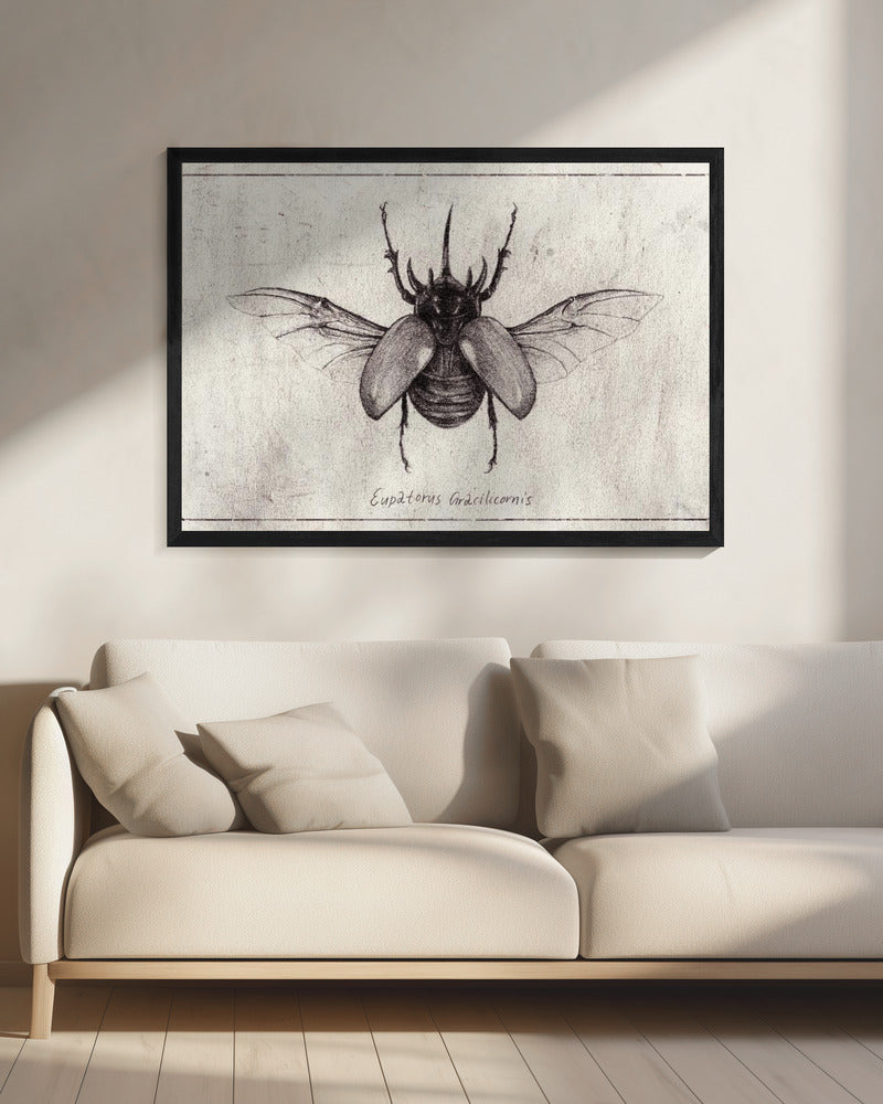 Potloodtekening van een Eupatorus Gracilicornis-kever | Canvas