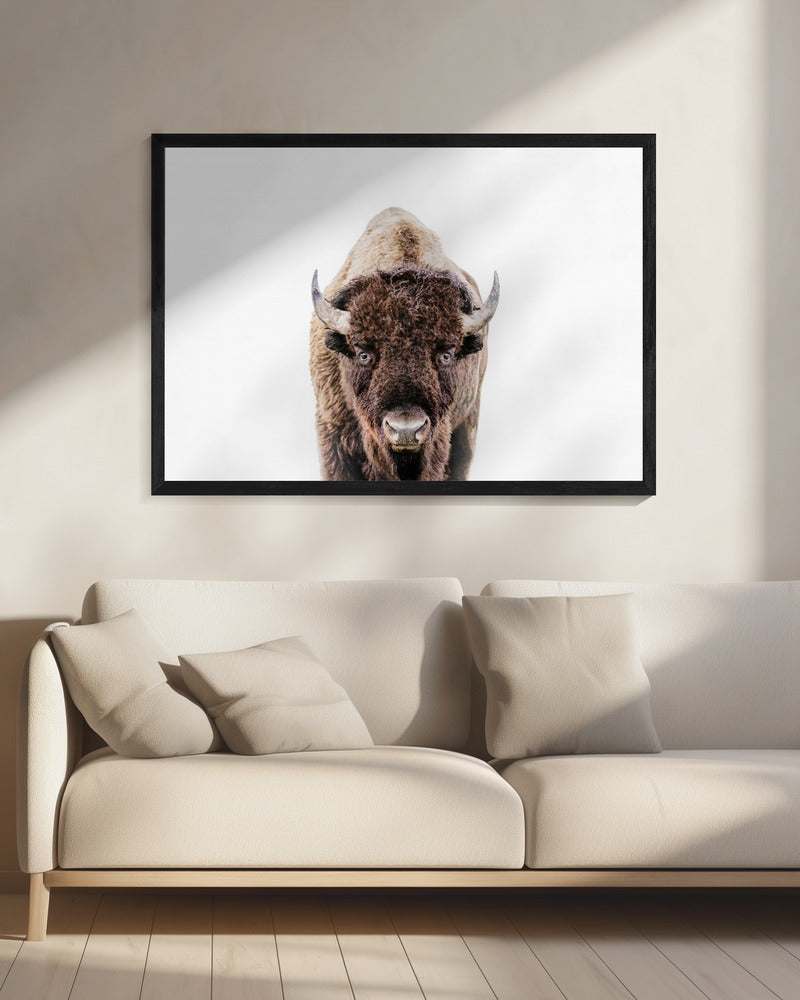 Bizon | Canvas