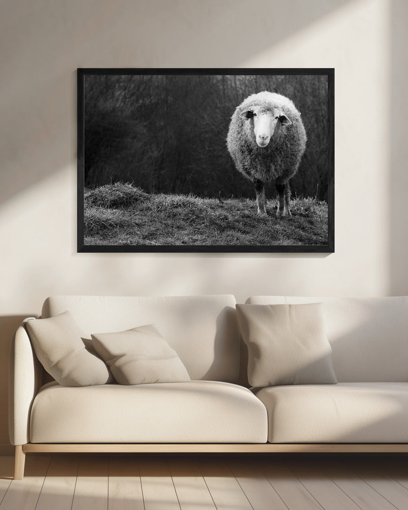 Wonderlijke schapen | Canvas