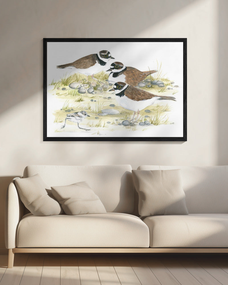 Plevieren | Canvas