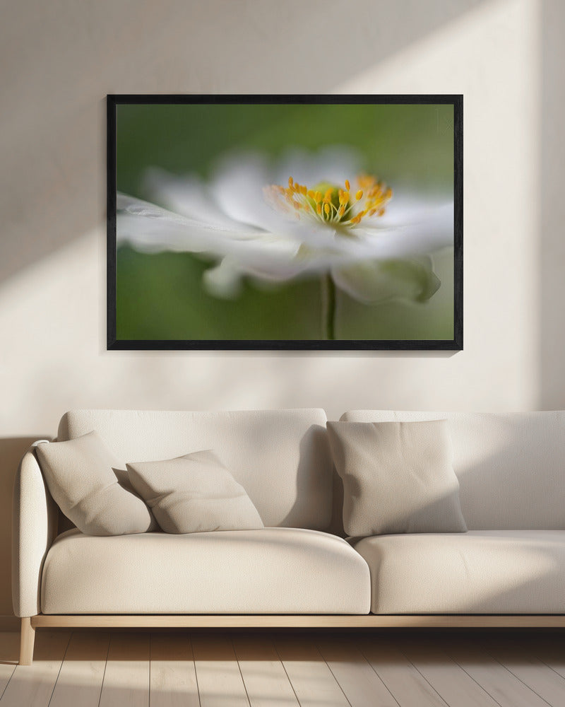Witte anemoon | Canvas